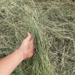 https://cdn.farmtrade.nl/media/154972/conversions/C6ZLwk-thumbnail.webp