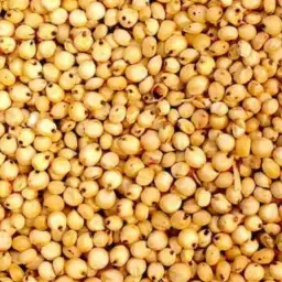 Kornerhirse / Kornersorghum kaufen – Ernte 2025