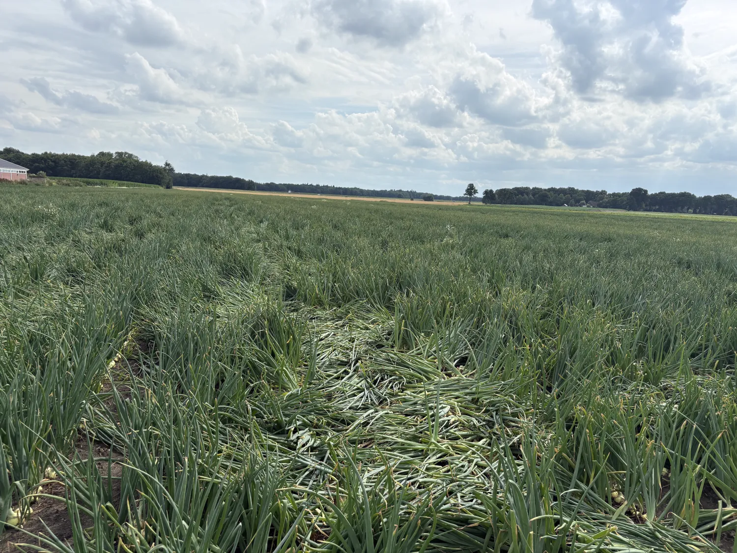 Hyway Zaaiuien te Koop - Vroege Oogst