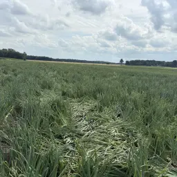 https://cdn.farmtrade.nl/media/155182/conversions/4M7wAb-thumbnail.webp