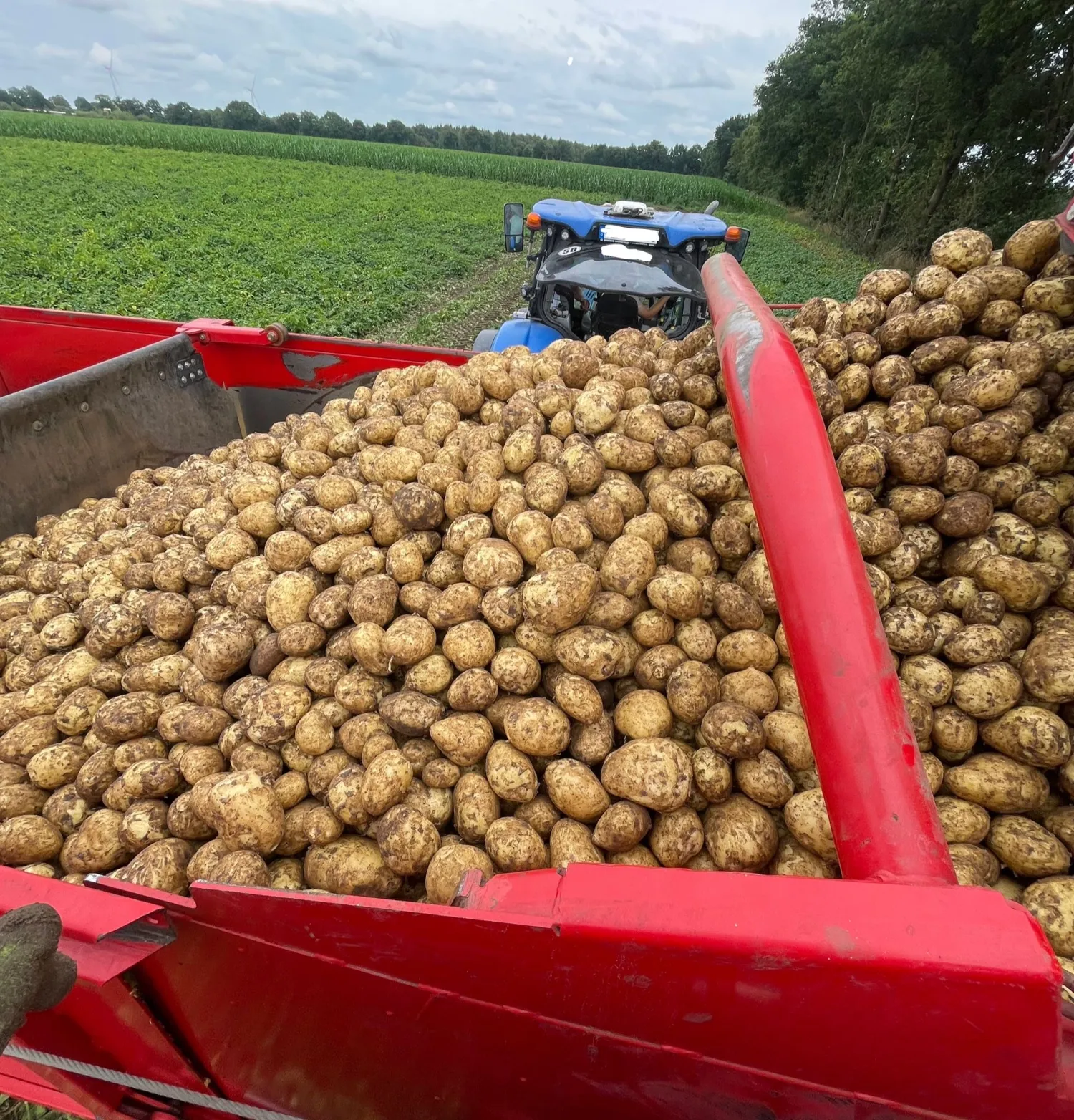 Hochwertige Speisekartoffeln zu verkaufen