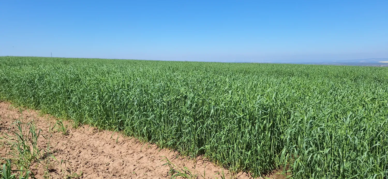 Grünschnittroggen Saatgut - Bernburger.szs | Frühe Entwicklung