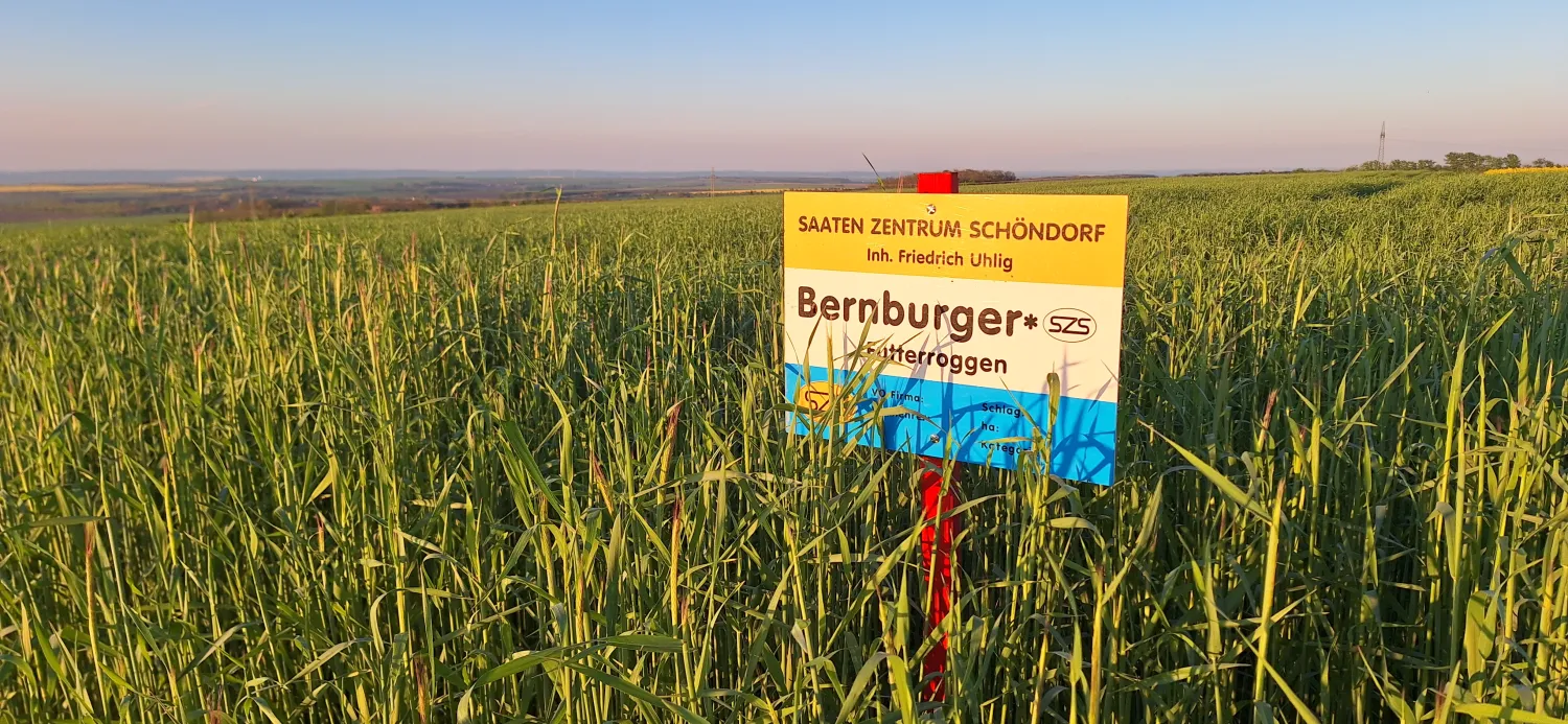 Grünschnittroggen Saatgut - Bernburger.szs | Frühe Entwicklung