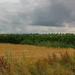 https://cdn.farmtrade.nl/media/155409/conversions/MbFUqq-thumbnail.webp