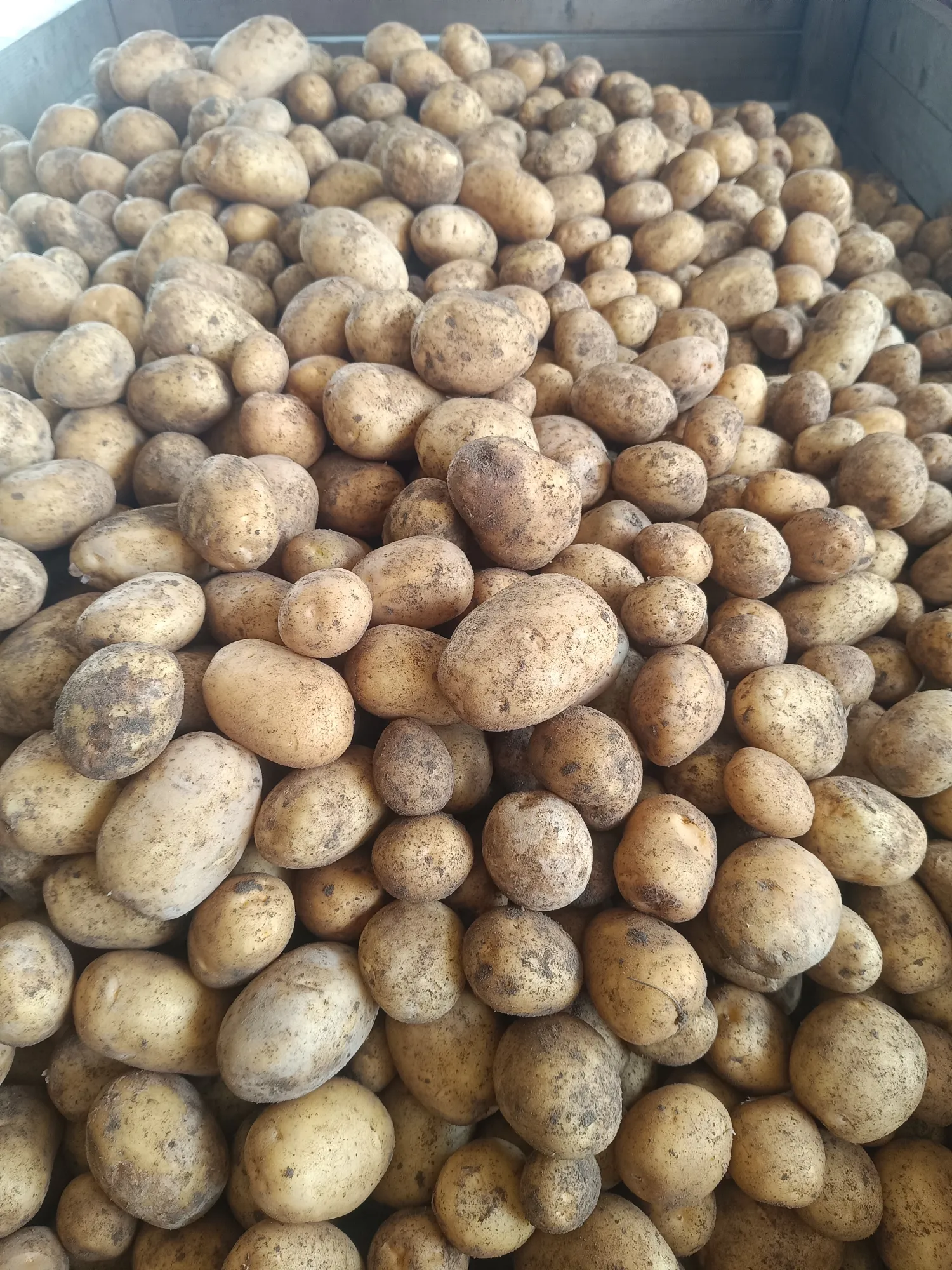 Futterkartoffeln aus neuer Ernte zu verkaufen