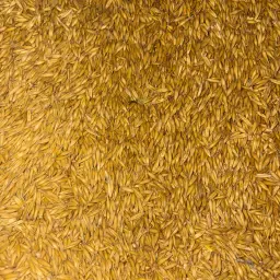 Owies pastewny na sprzedaż - 100 ton, dobra jakość