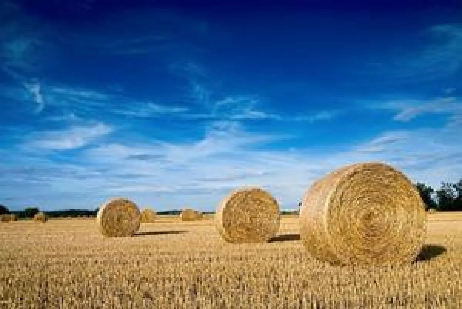 Tarwestro Ronde Balen Kopen - Rechtstreeks van het Land