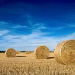 Tarwestro Ronde Balen Kopen - Rechtstreeks van het Land