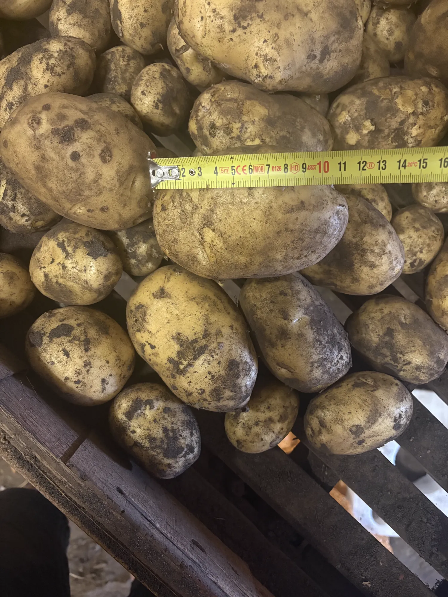 Fontane Aardappelen, Oogst 2024 - Grote Partij Beschikbaar