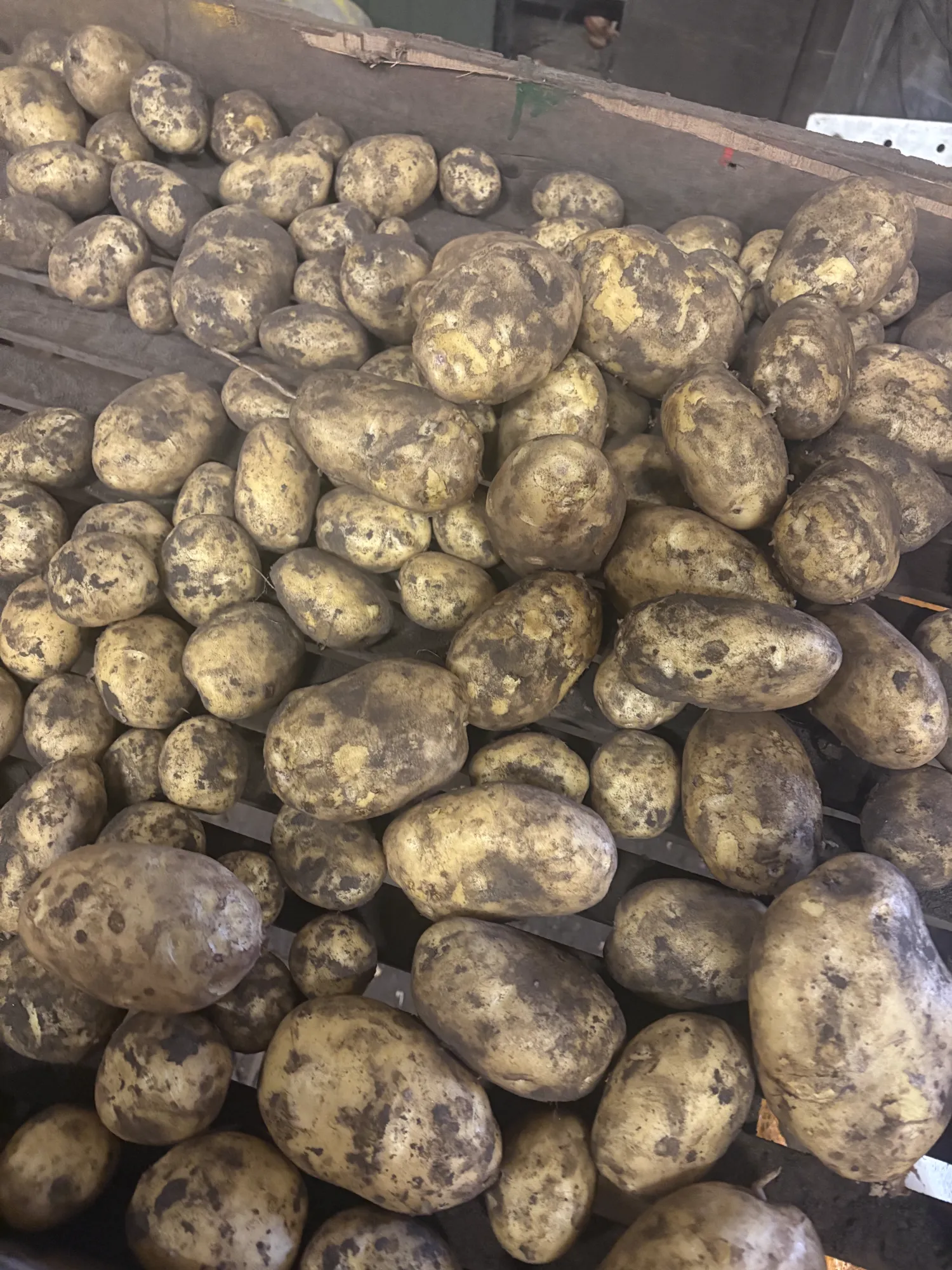 Fontane Aardappelen, Oogst 2024 - Grote Partij Beschikbaar