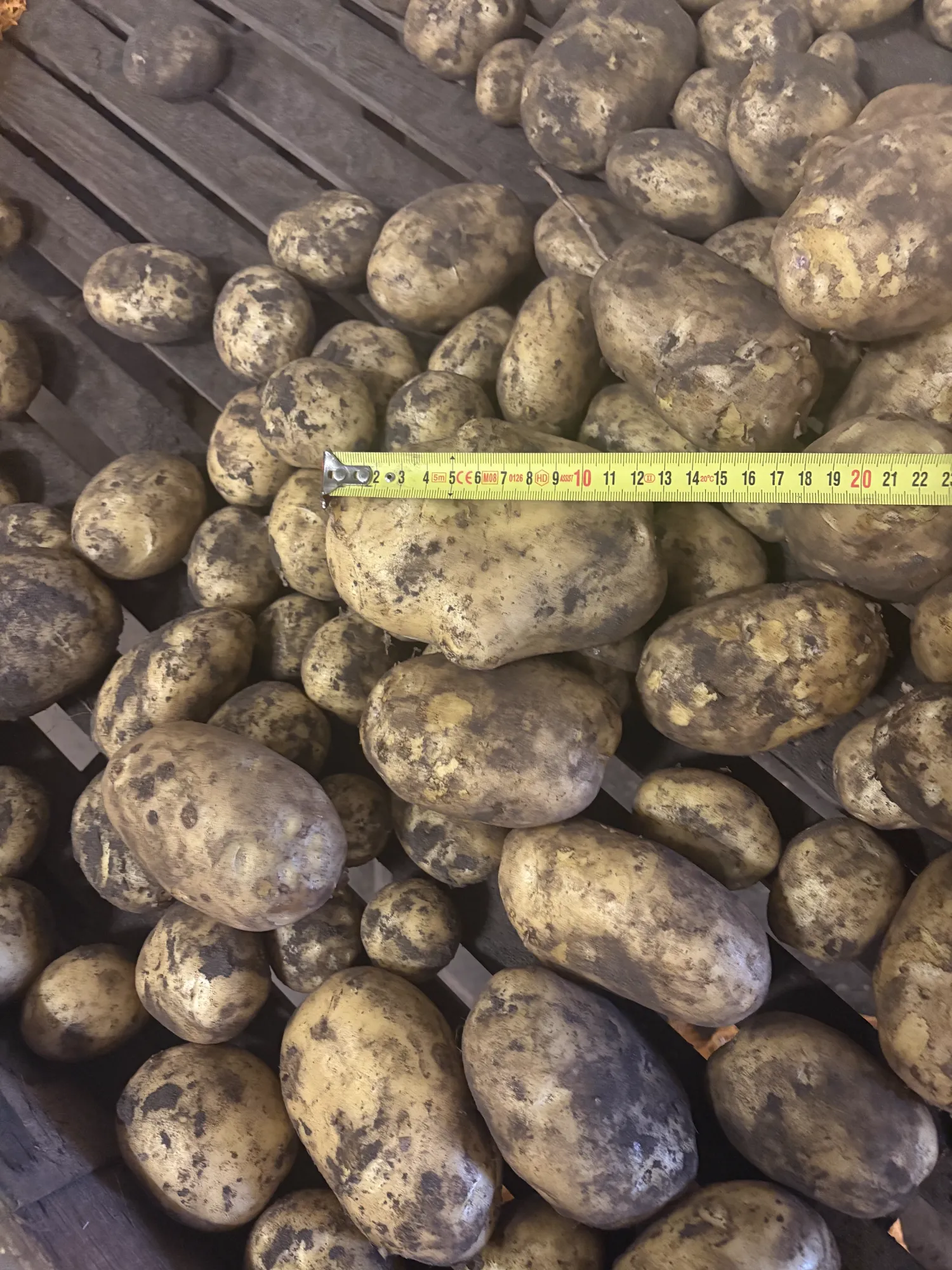 Fontane Aardappelen, Oogst 2024 - Grote Partij Beschikbaar