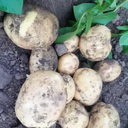 https://cdn.farmtrade.nl/media/155942/conversions/Mi3tZk-thumbnail.webp