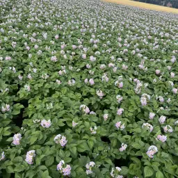 https://cdn.farmtrade.nl/media/155963/conversions/EdrTsH-thumbnail.webp