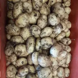 https://cdn.farmtrade.nl/media/155991/conversions/g0uXPl-thumbnail.webp