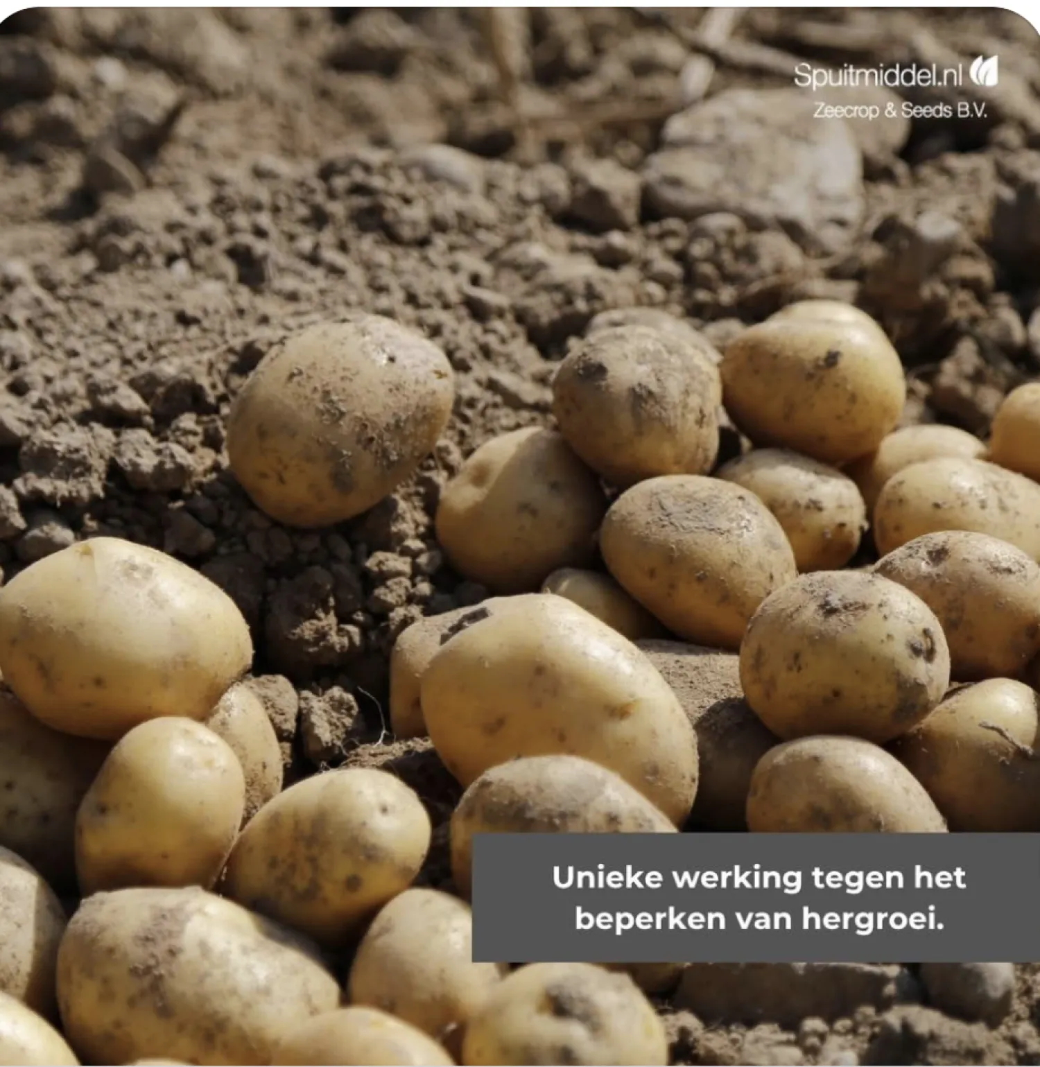 Spotlight Plus: Effectieve loofdoding in aardappelen