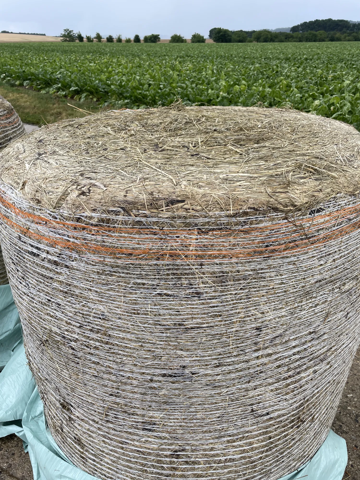 Silageballen 125cm, 2. Schnitt - Top Qualität