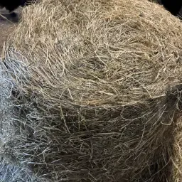 https://cdn.farmtrade.nl/media/156223/conversions/CWpmVx-thumbnail.webp