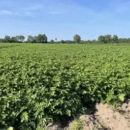 https://cdn.farmtrade.nl/media/156467/conversions/pJxghR-thumbnail.webp