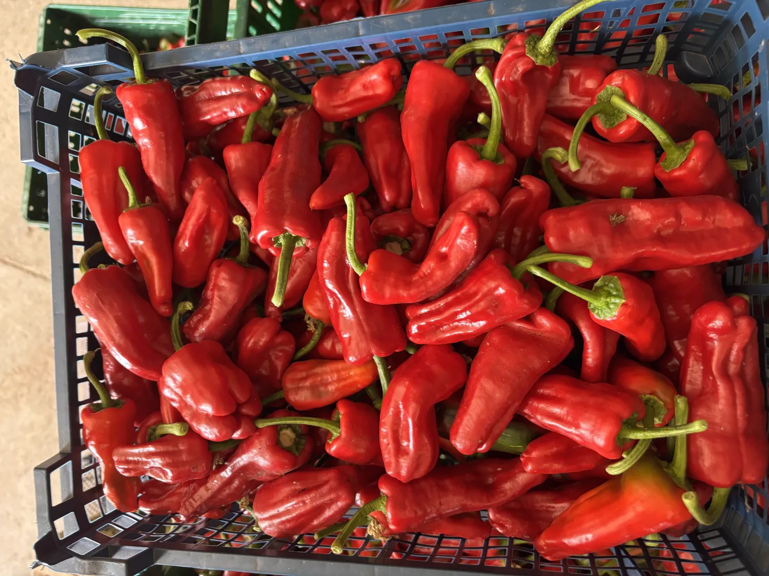 Rote Paprika kaufen | Frische Qualität pro kg