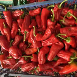 Rote Paprika kaufen | Frische Qualität pro kg