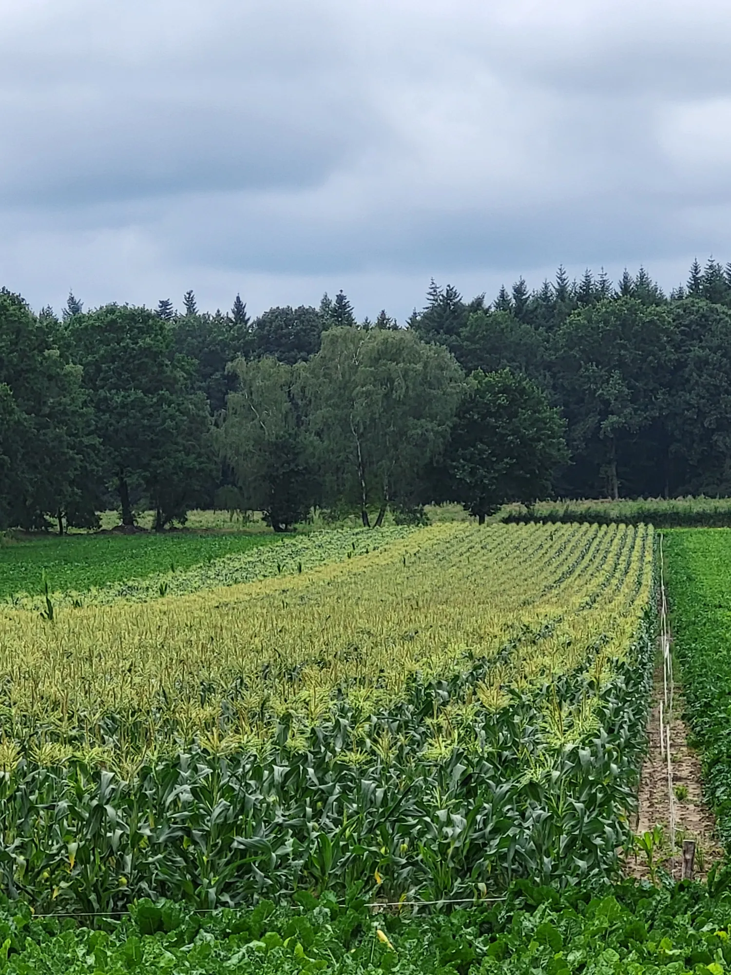 Suikermaïs 'Sweet Nugget' rechtstreeks van het veld kopen