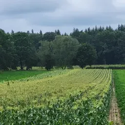 Suikermaïs 'Sweet Nugget' rechtstreeks van het veld kopen