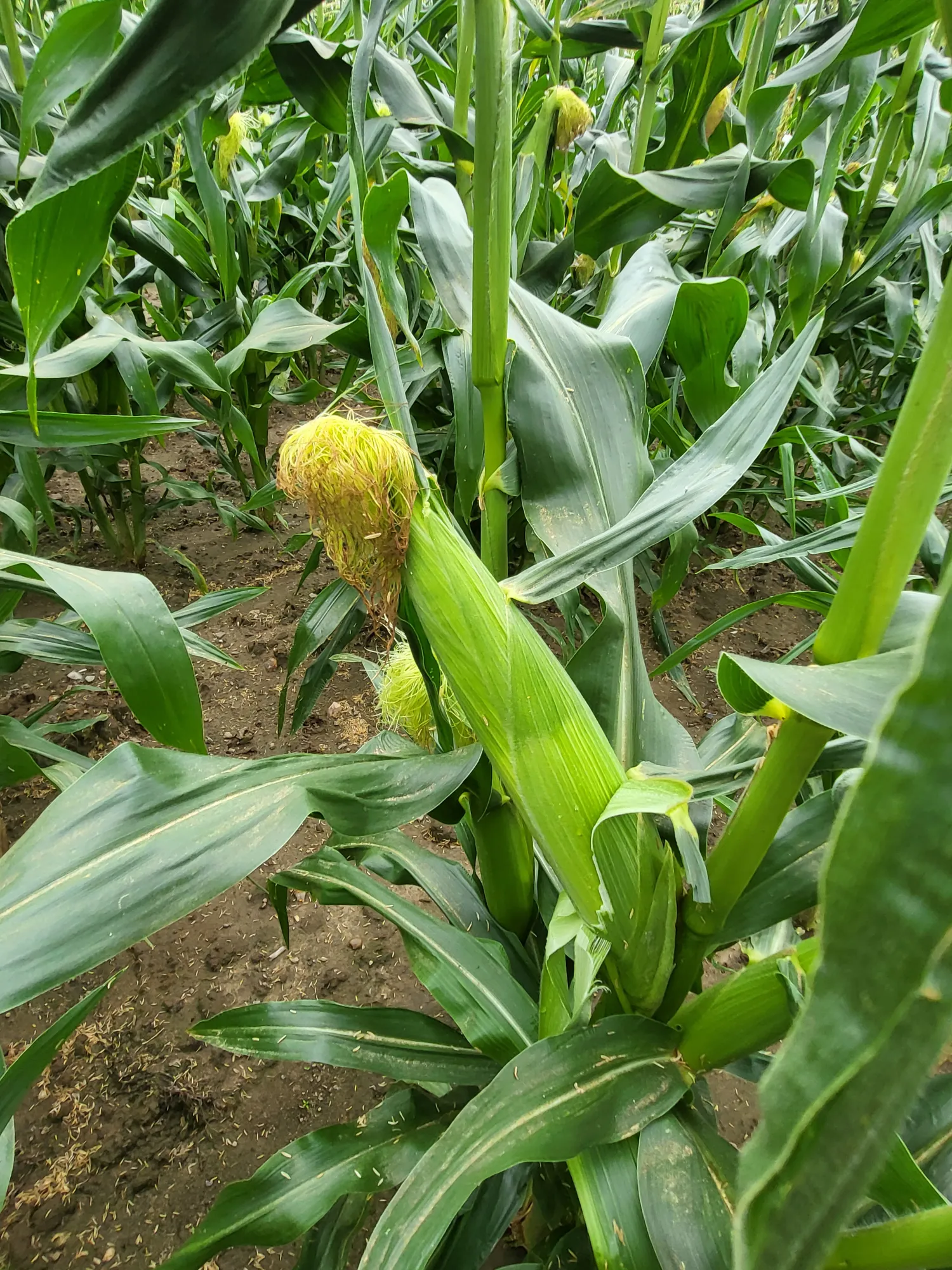 Suikermaïs 'Sweet Nugget' rechtstreeks van het veld kopen