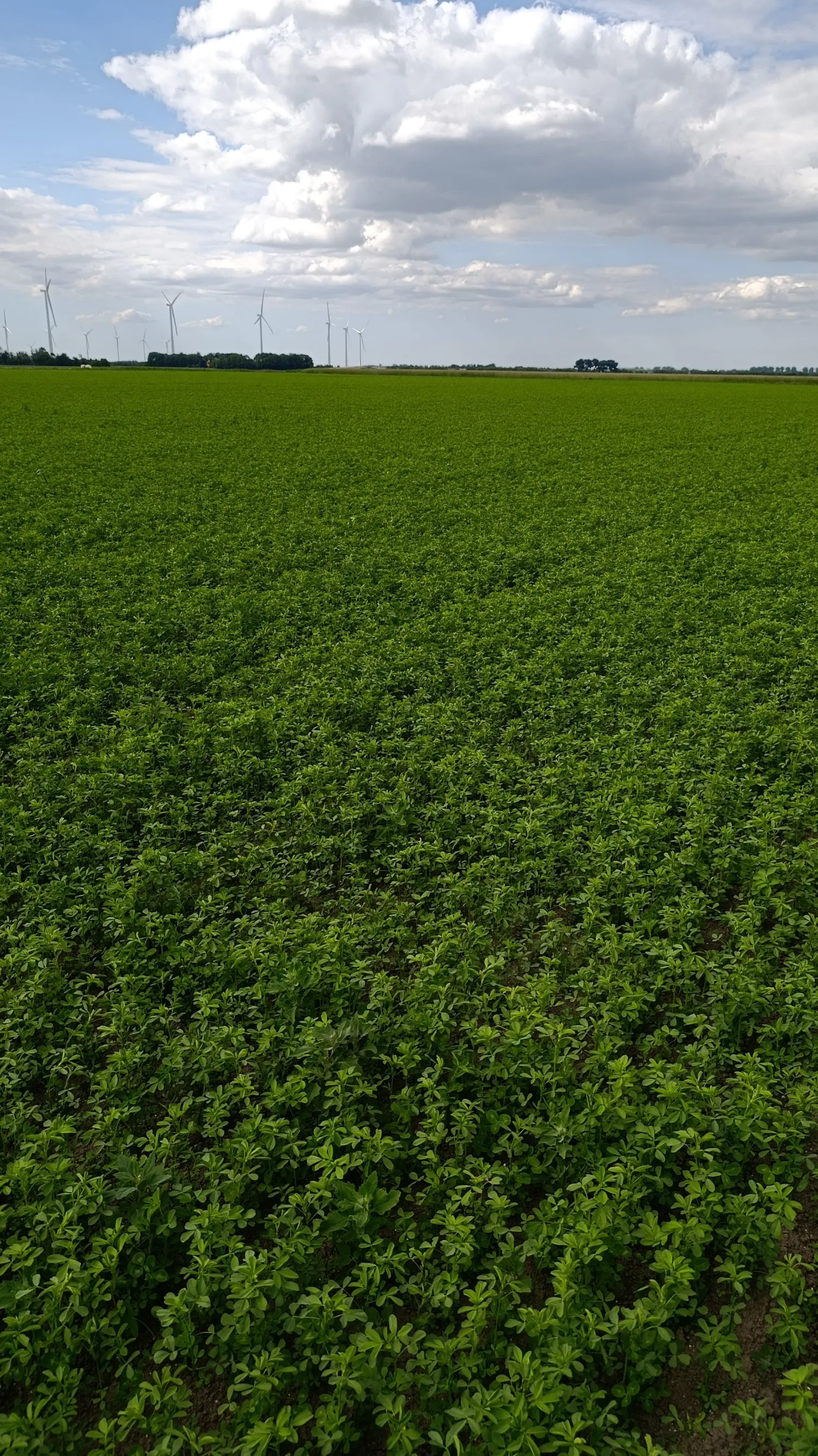 Luzerne te Koop - 5ha Snede in Dronten, Nederland