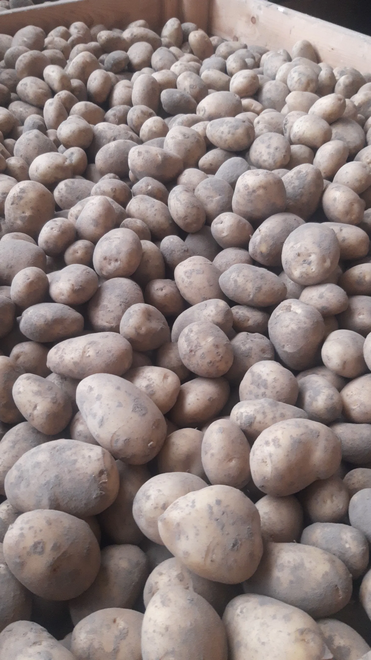 Frieslander Pootaardappelen Kopen | Scherpe Prijs