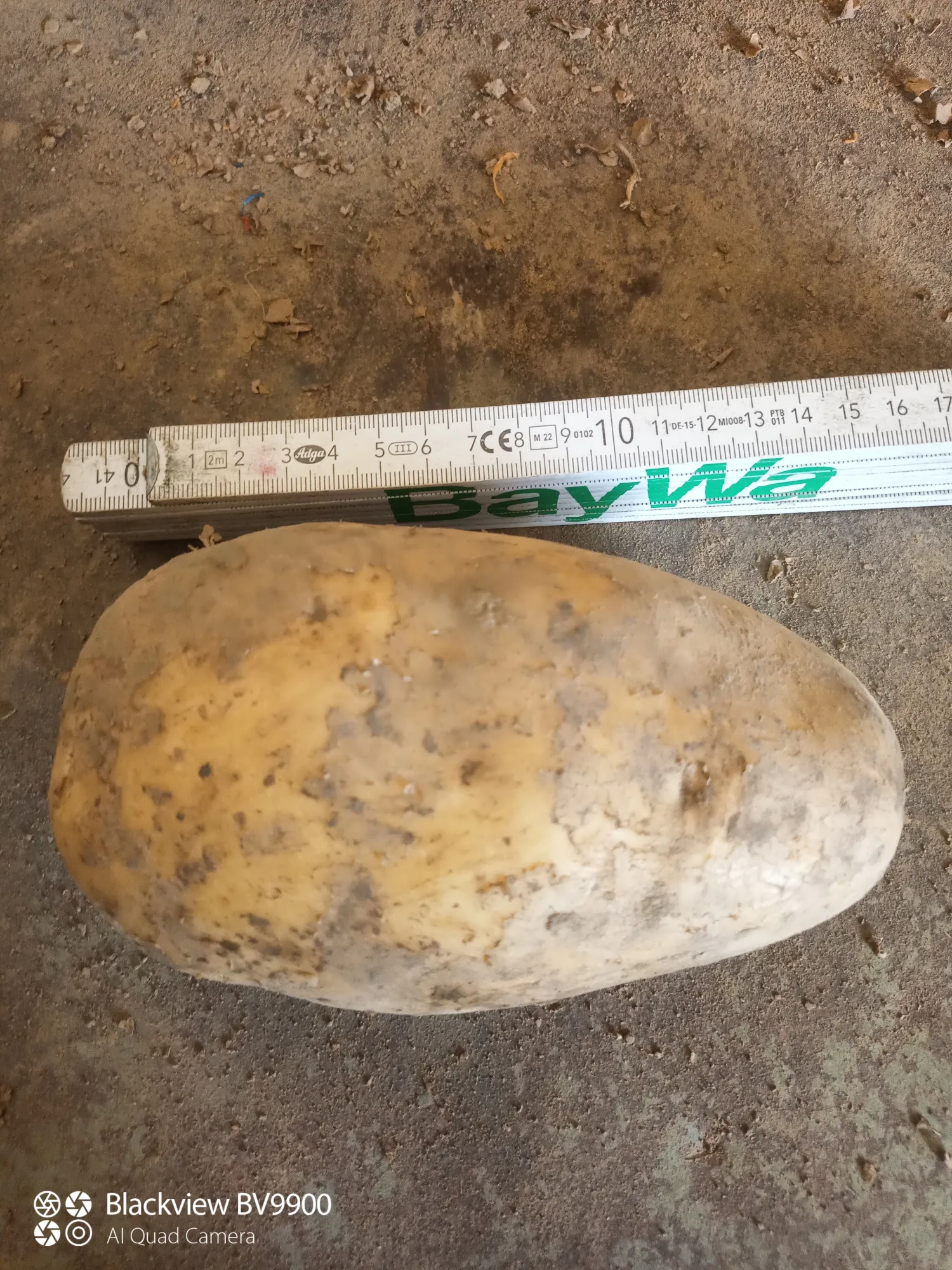 Koop Aardappelen Bernina - Hoge Kwaliteit, Grote Maat