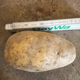 Koop Aardappelen Bernina - Hoge Kwaliteit, Grote Maat
