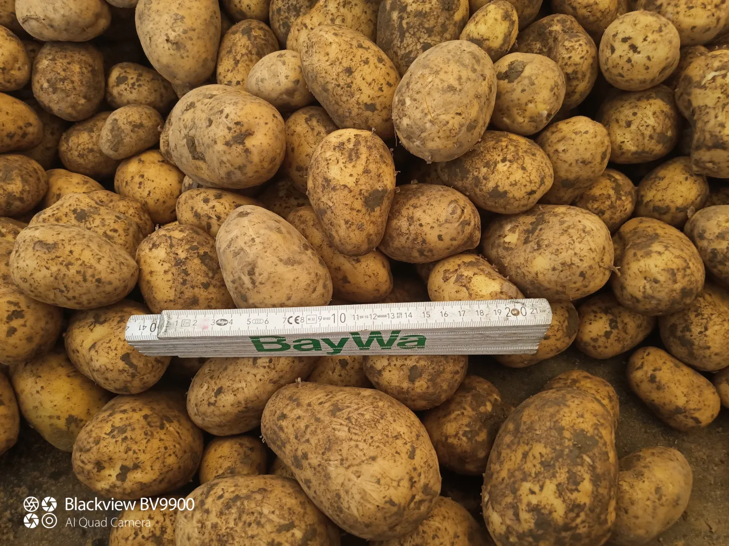 Koop Aardappelen Bernina - Hoge Kwaliteit, Grote Maat