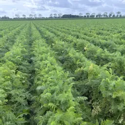 Nerac B Peen | Zaden gezaaid op 2.8 hectare