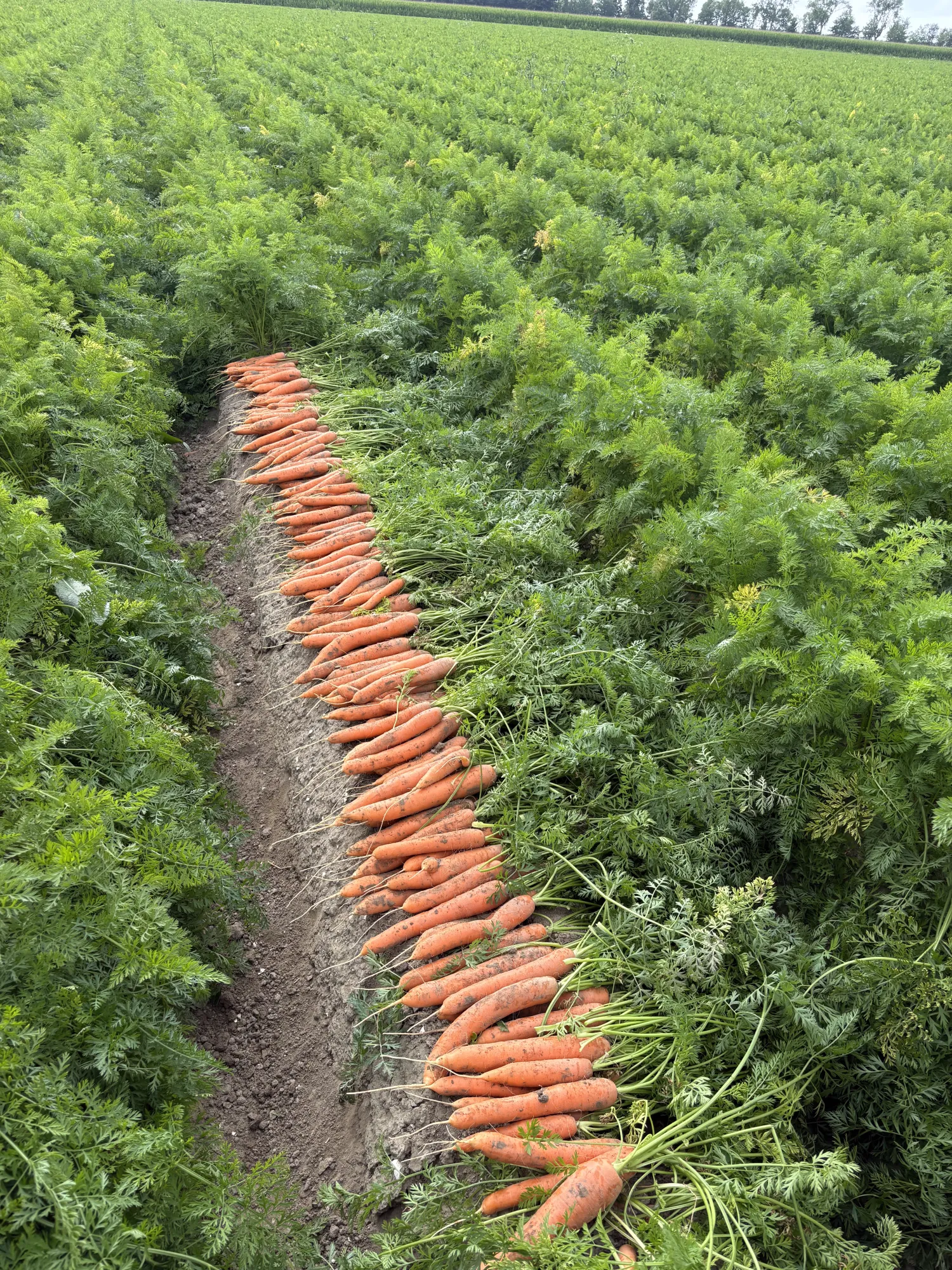 Nerac B Peen | Zaden gezaaid op 2.8 hectare