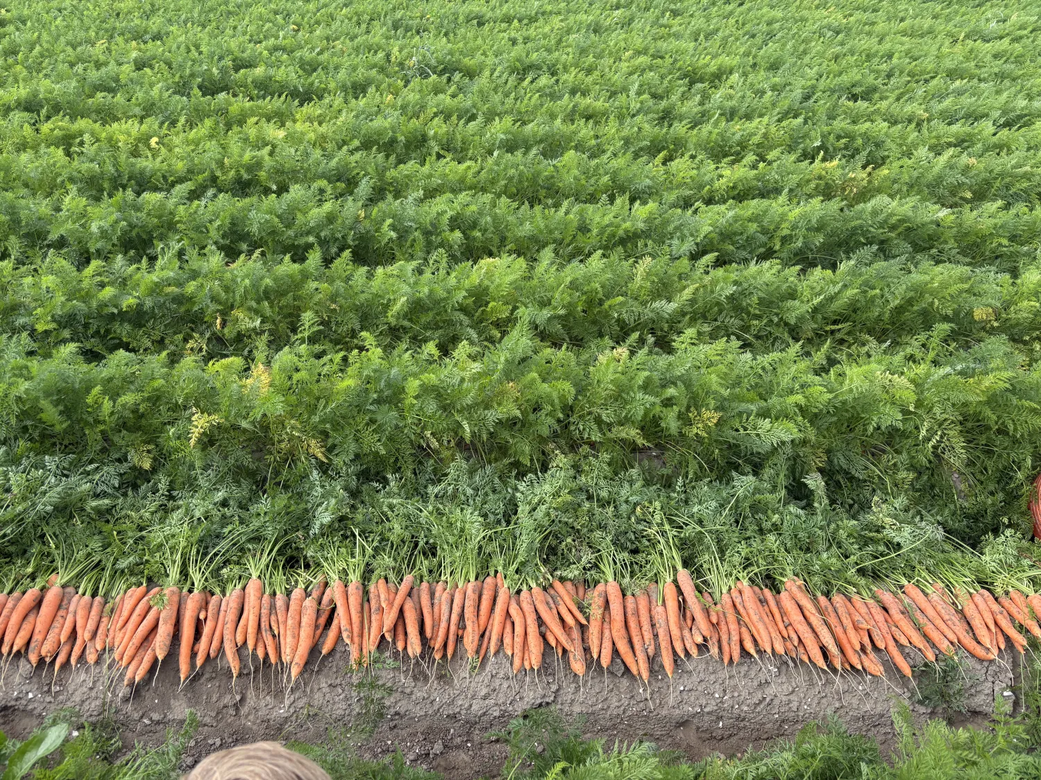 Nerac B Peen | Zaden gezaaid op 2.8 hectare