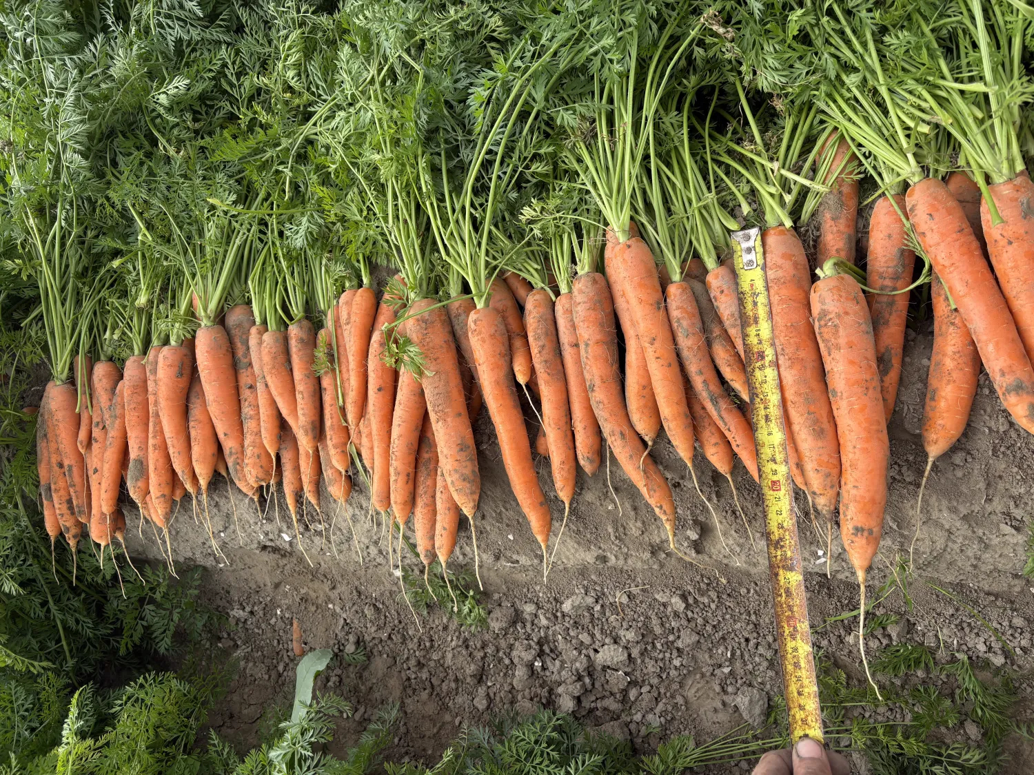 Nerac B Peen | Zaden gezaaid op 2.8 hectare