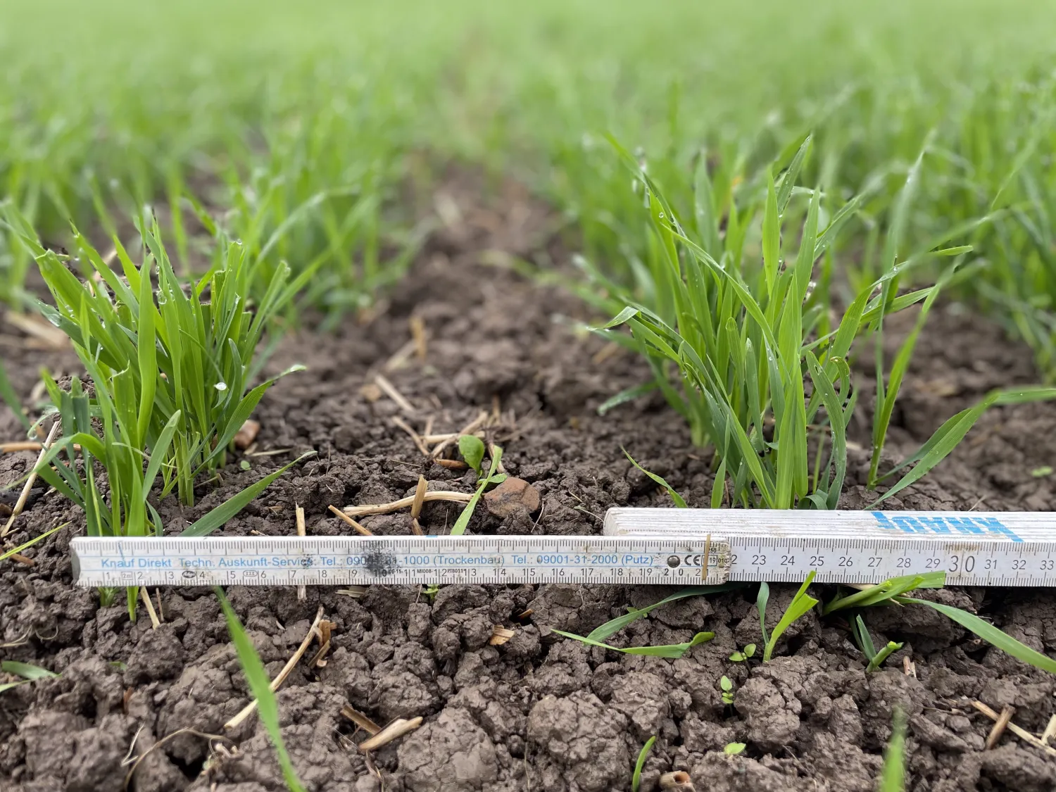 Graan & Grasland zaaien: Fendt Vario met Kuhn zaaitechniek