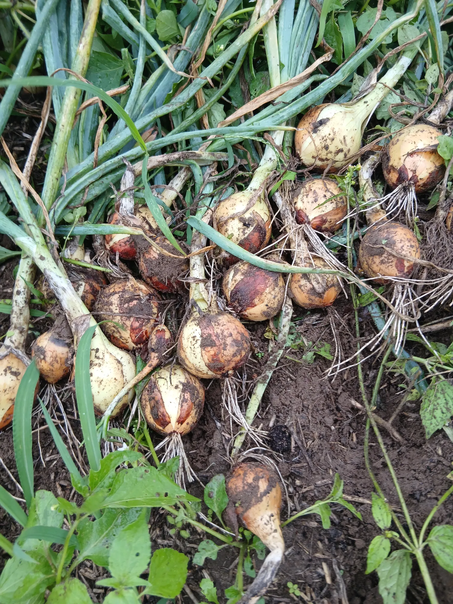 Biologisch Veldgewas Zelf Oogsten - Midden-Limburg
