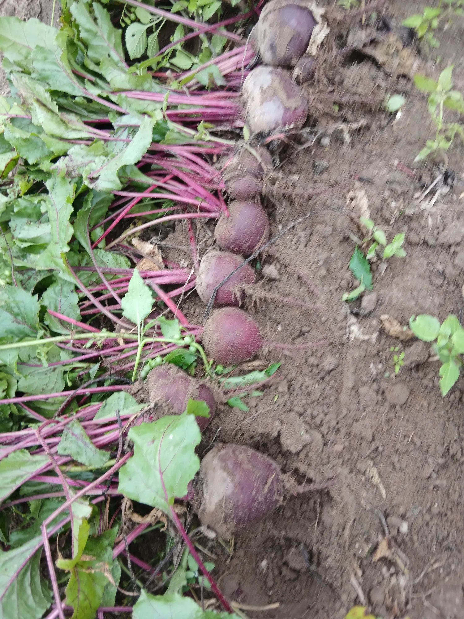 Biologisch Veldgewas Zelf Oogsten - Midden-Limburg