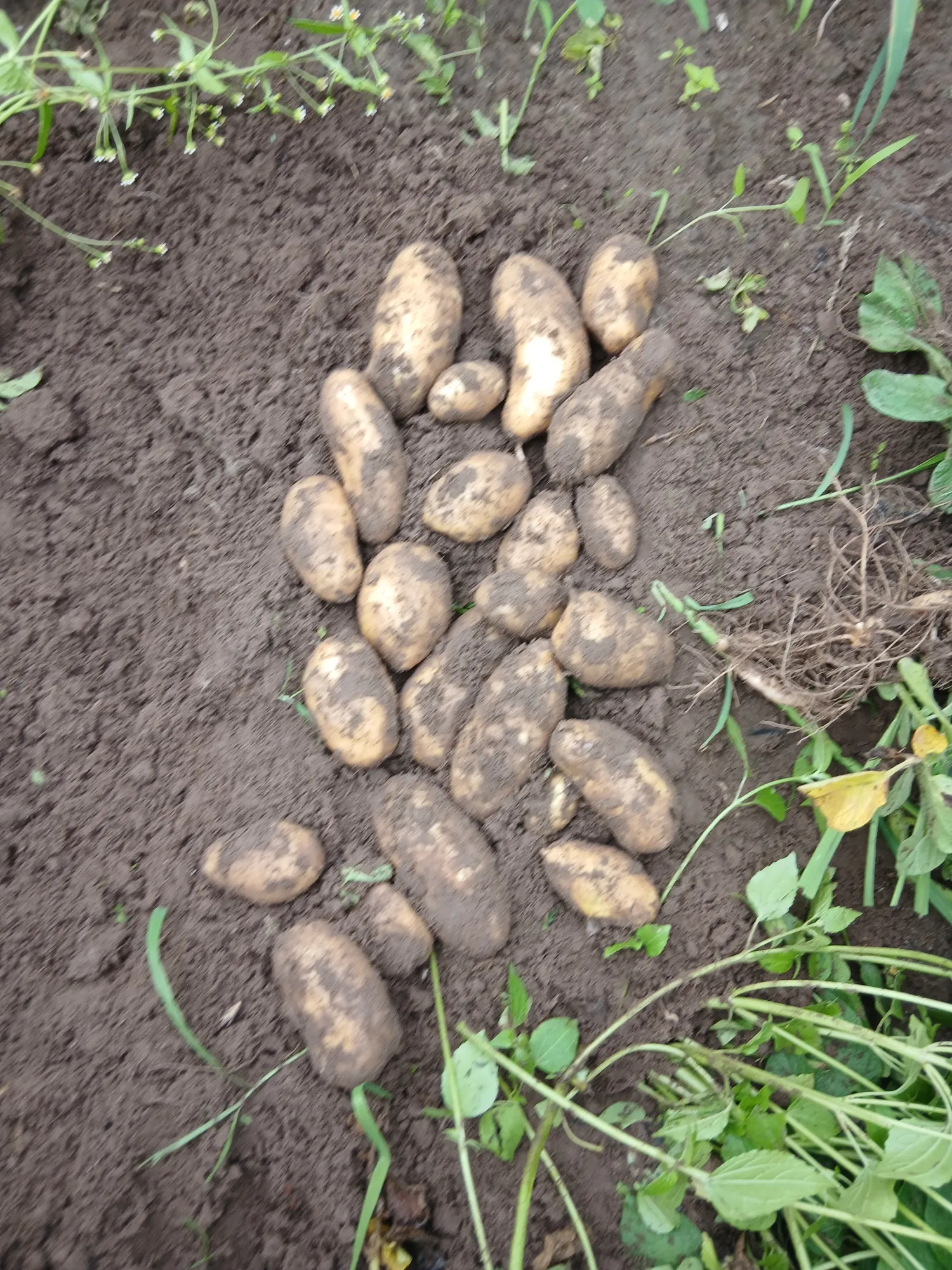Biologisch Veldgewas Zelf Oogsten - Midden-Limburg