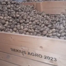 Dore Aardappelen Klasse SE | Herfstlevering Beschikbaar