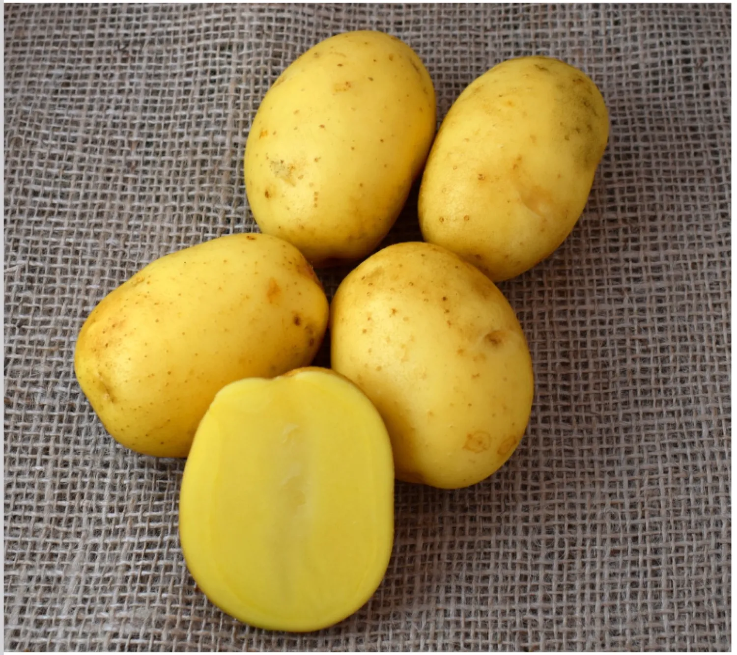 Wega Aardappelen - премиум kwaliteit, vastkokend | Direct van het Veld