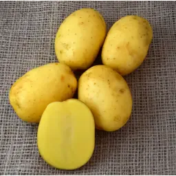 Wega Aardappelen - премиум kwaliteit, vastkokend | Direct van het Veld