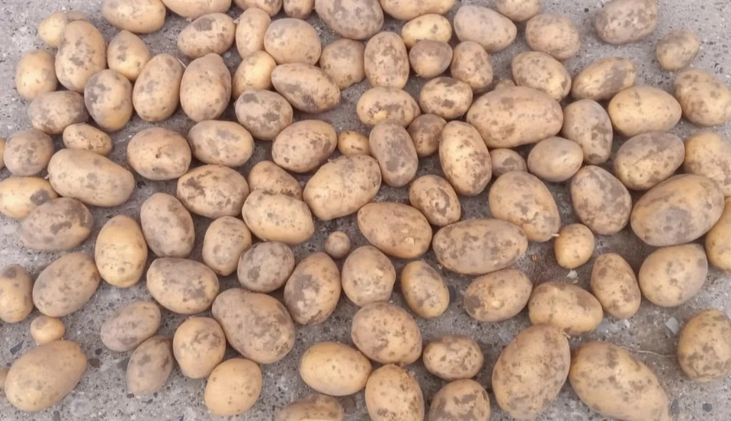 Wega Aardappelen - премиум kwaliteit, vastkokend | Direct van het Veld