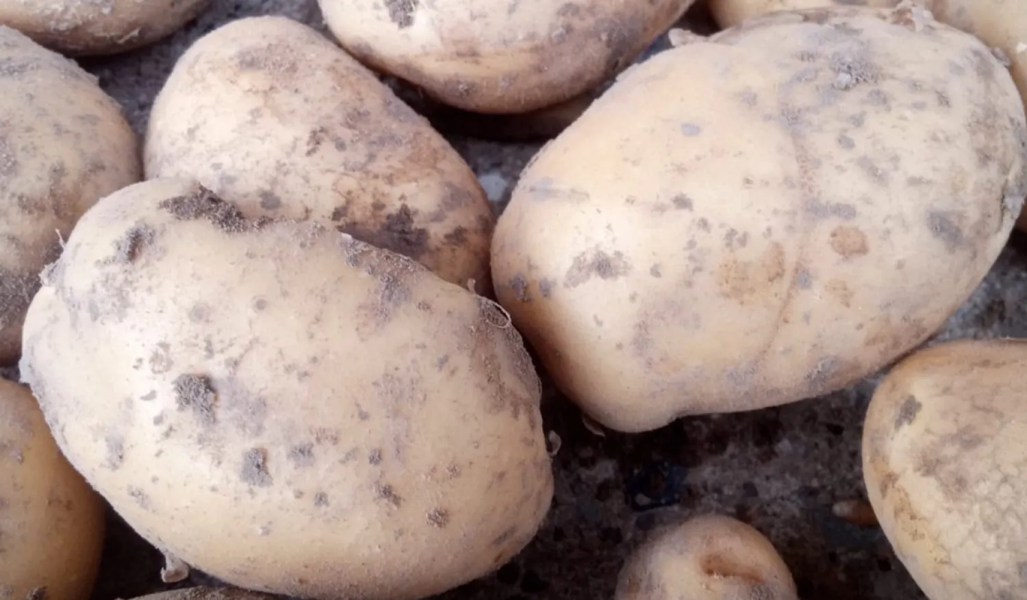 Wega Aardappelen - премиум kwaliteit, vastkokend | Direct van het Veld