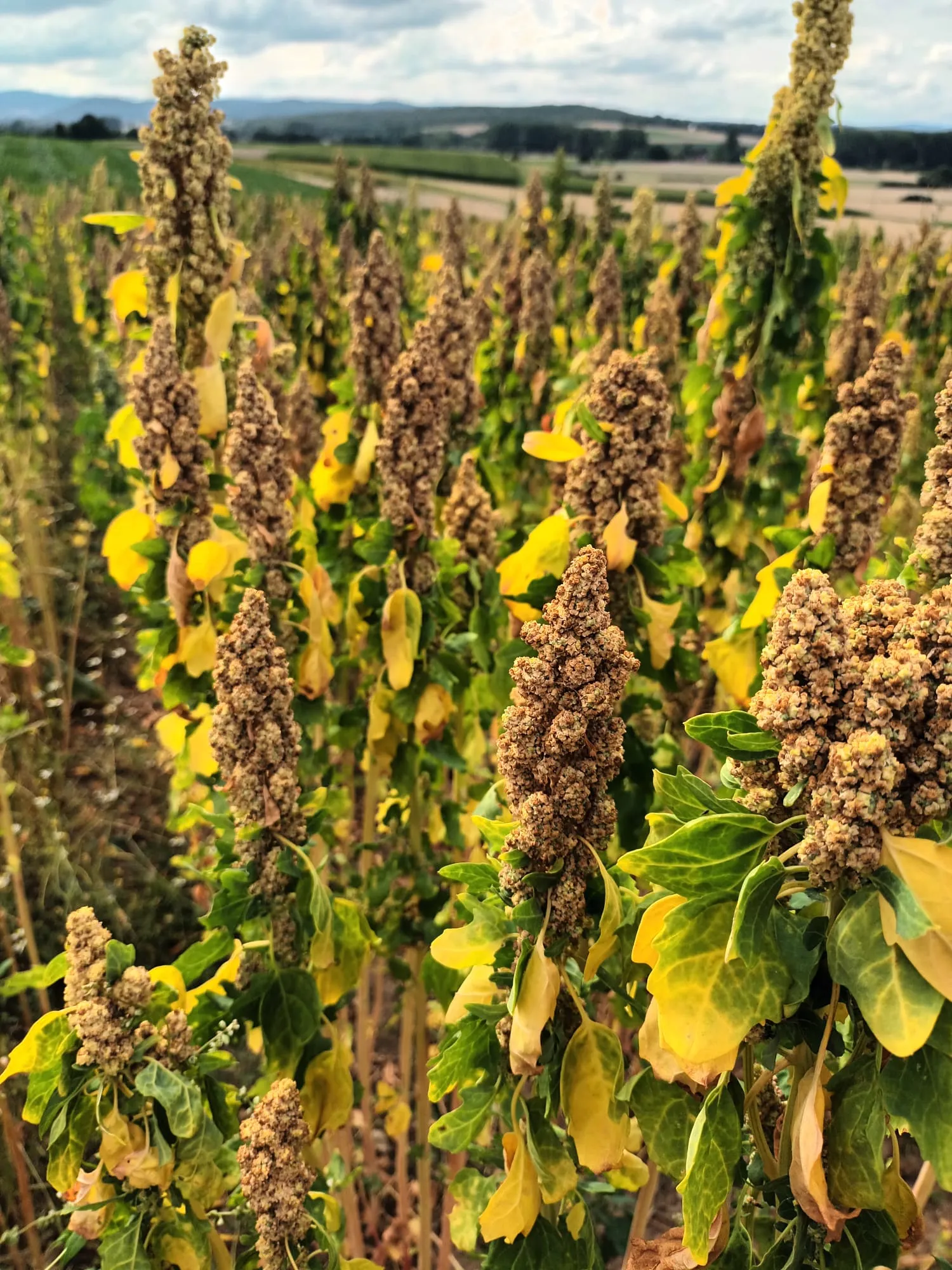 Quinoa kaufen: 10 t im Bigbag – Direkt vom Erzeuger