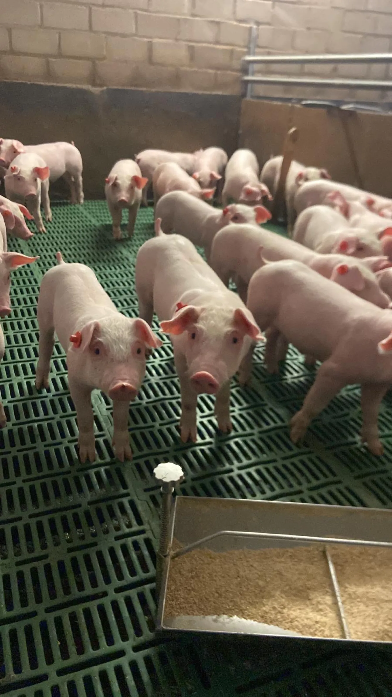 Healthy Piglets For Sale
