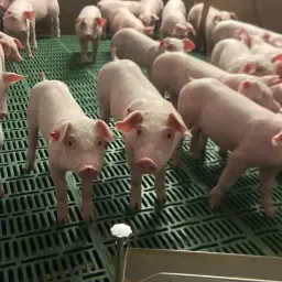 Healthy Piglets For Sale