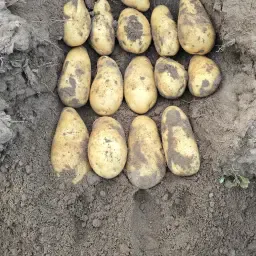 Zobra & Sinora Aardappelen te Koop - 100t Beschikbaar