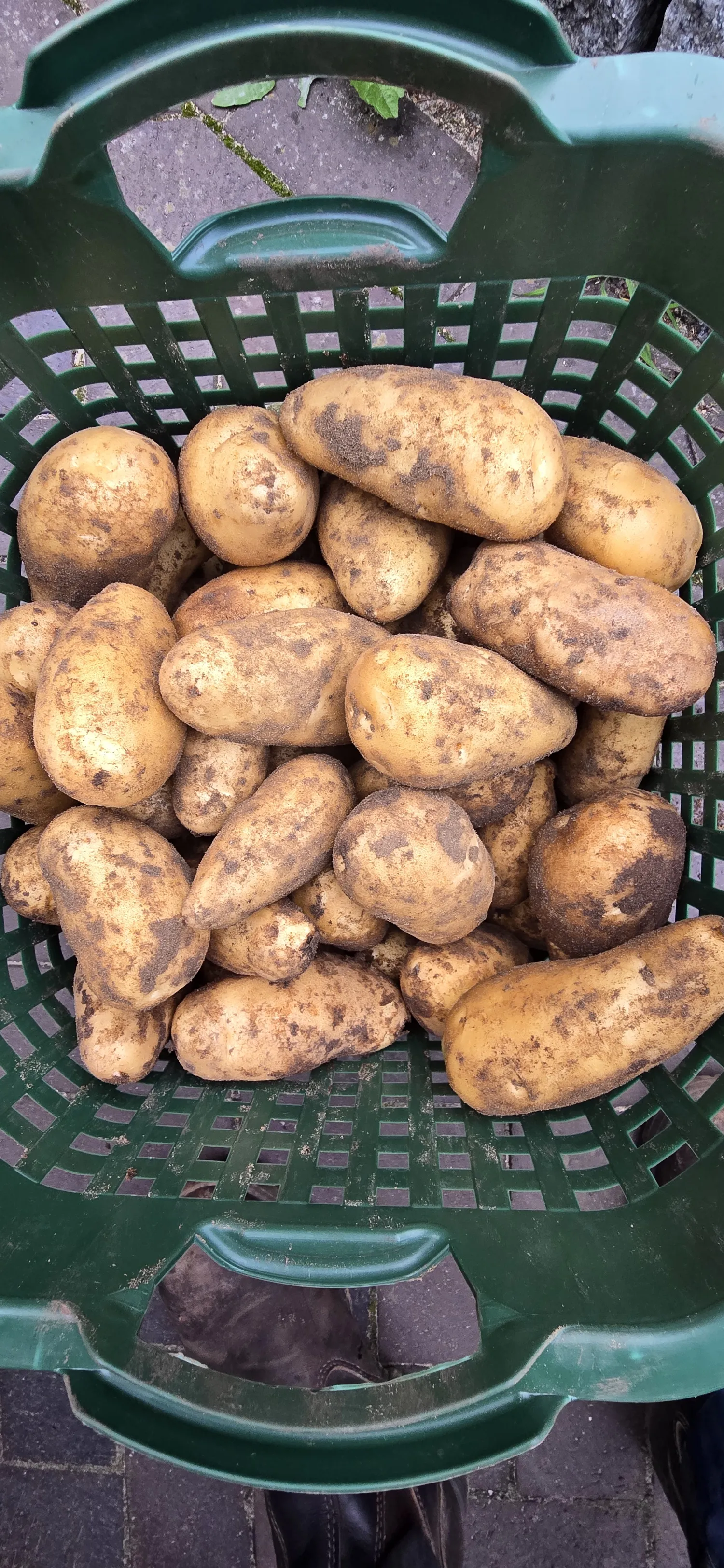 Zobra & Sinora Aardappelen te Koop - 100t Beschikbaar